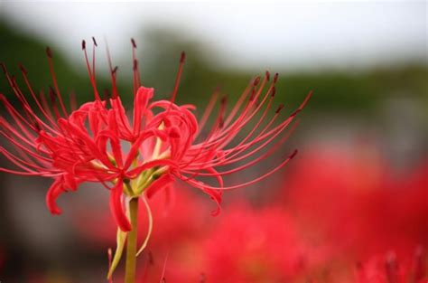 彼岸花 地獄花|彼岸花（ヒガンバナ）とは ＜花言葉・由来・開花時期などを紹。